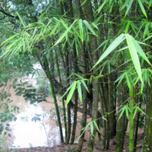 bamboo