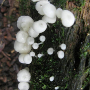 mushrooms in the rainforest