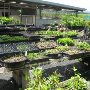 plant nursery