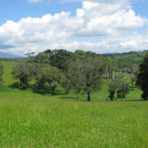 pastures of Atherton tablelands