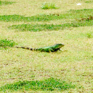 Tiptoeing close to one of the many Green Iguanas in San Juan. Some of these reptiles appeared to be the size of cats.
