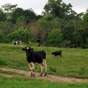 Passing by beautiful pastures, valleys and farms on the way to the Arecibo Observatory. 