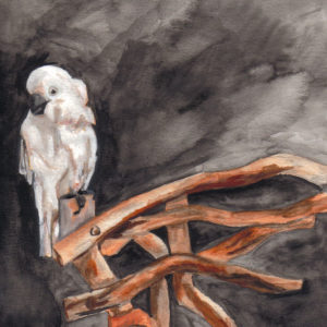 Cockatoo (part of a series of approx. 30 pieces) - watercolor