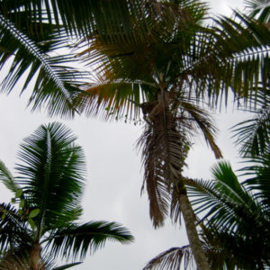 Foliage in El Yunque National Forest