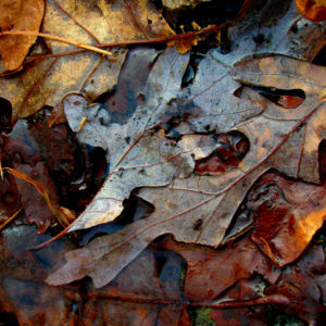 Fall foliage