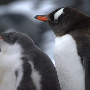 Gouldier Island Antarctica - photography by Jenny SW Lee