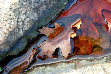 "Blending In", Middlesex Fells Reservation | Photography by Jenny SW Lee