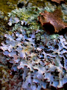 Middlesex Fells Reservation, MA | Photography by Jenny S.W. Lee