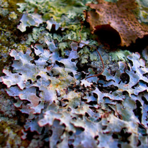 Lichen Colony