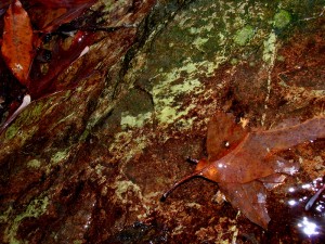 Middlesex Fells Reservation, MA | Photography by Jenny S.W. Lee