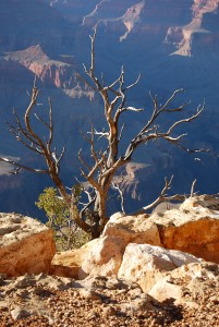South Rim Grand Canyon. Photography by Jenny SW Lee
