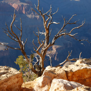South Rim Grand Canyon. Photography by Jenny SW Lee