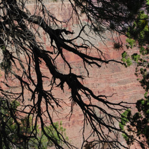 South Rim Grand Canyon. Photography by Jenny SW Lee