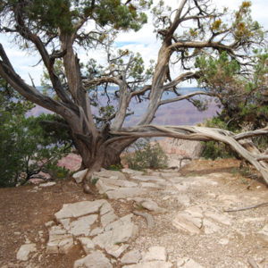 South Rim Grand Canyon. Photography by Jenny SW Lee