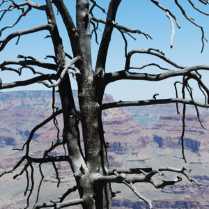 South Rim Grand Canyon. Photography by Jenny SW Lee