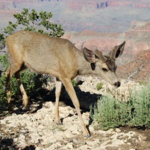 South Rim Grand Canyon. Photography by Jenny SW Lee