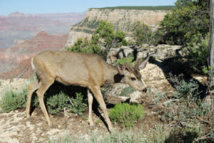 South Rim Grand Canyon. Photography by Jenny SW Lee
