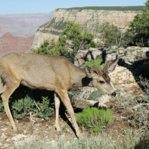 South Rim Grand Canyon. Photography by Jenny SW Lee