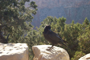 South Rim Grand Canyon. Photography by Jenny SW Lee