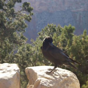 South Rim Grand Canyon. Photography by Jenny SW Lee