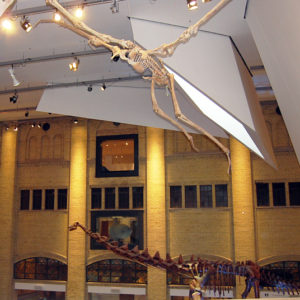 Royal Ontario Museum (ROM)