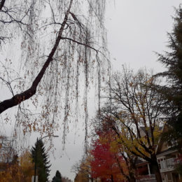 Autumn in Fairview