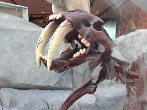 Smilodon fatalis (Sabretooth Tiger) at Science World in Vancouver, Canada
