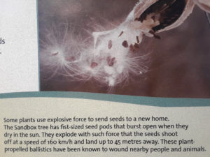 Sandbox Tree seed at the Science World, Vancouver BC