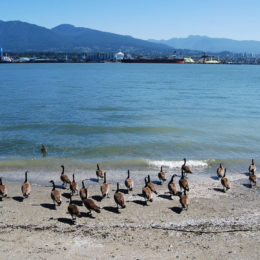 Along the Seawall in Stanley Park.