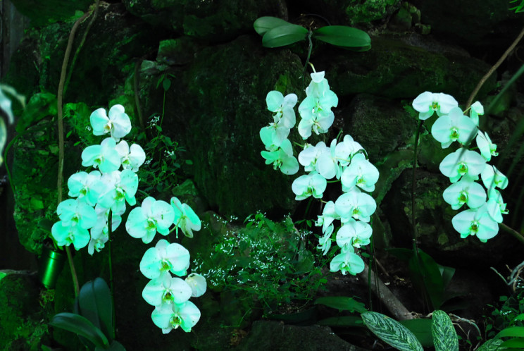 Bloedel Floral Conservatory, Vancouver - photography by Jenny SW Lee