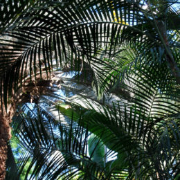 Bloedel Floral Conservatory