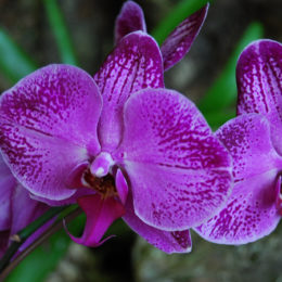 Bloedel Floral Conservatory