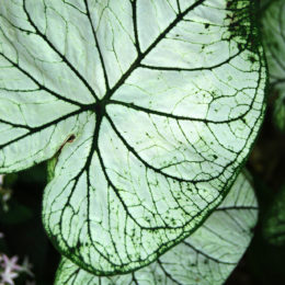 Bloedel Floral Conservatory