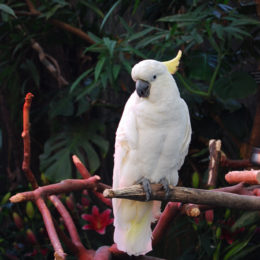 Cockatoo at Bloedel Floral Conservatory