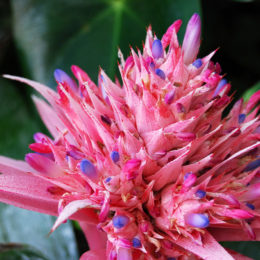 Pink Aechmea at the Bloedel Floral Conservatory