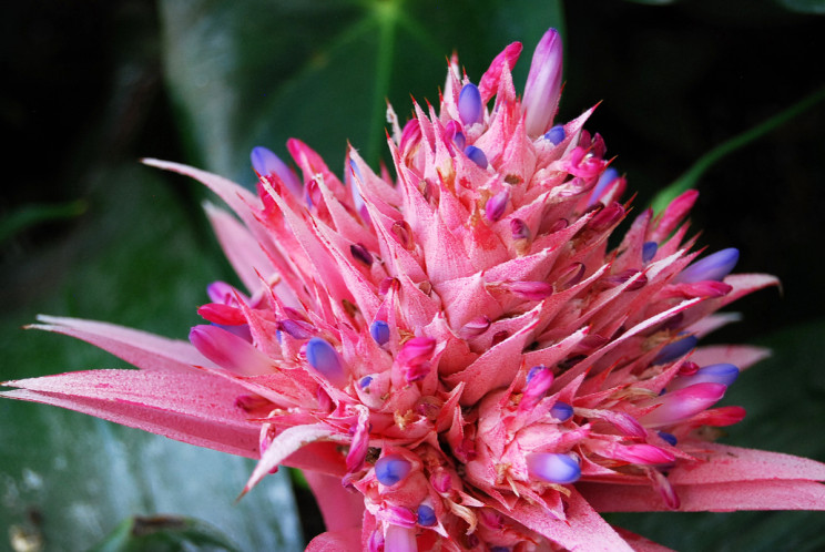 Bloedel Floral Conservatory, Vancouver - photography by Jenny SW Lee