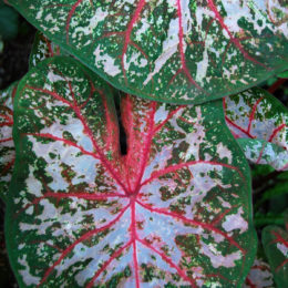 Bloedel Floral Conservatory