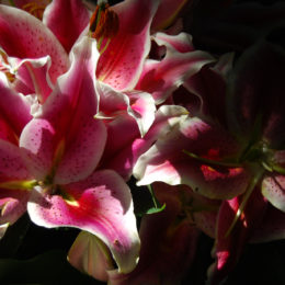 Bloedel Floral Conservatory