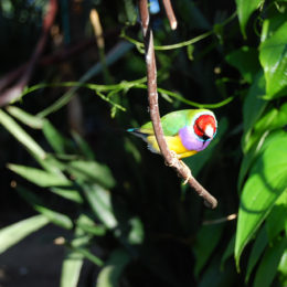 Bloedel Floral Conservatory
