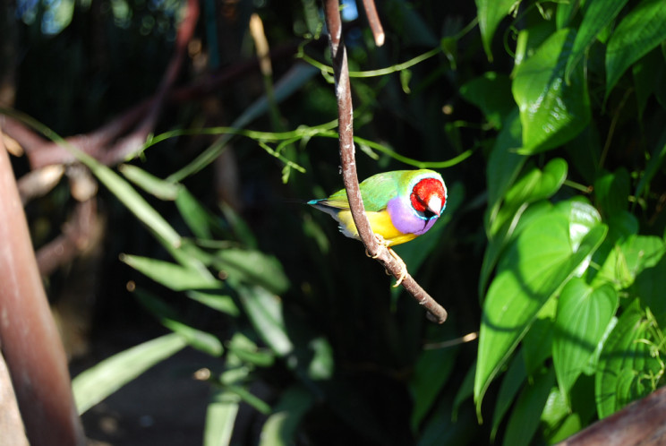 Bloedel Floral Conservatory, Vancouver - photography by Jenny SW Lee