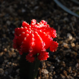 Bloedel Floral Conservatory