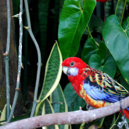 Bloedel Floral Conservatory