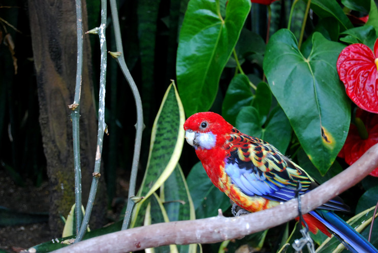 Bloedel Floral Conservatory, Vancouver - photography by Jenny SW Lee