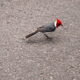 Iao Valley State Park - Red-crested cardinal