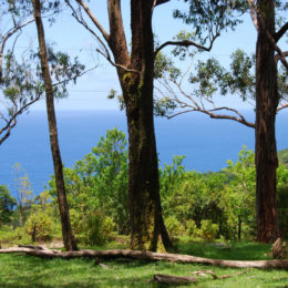 Waikamoi Nature Trail hike