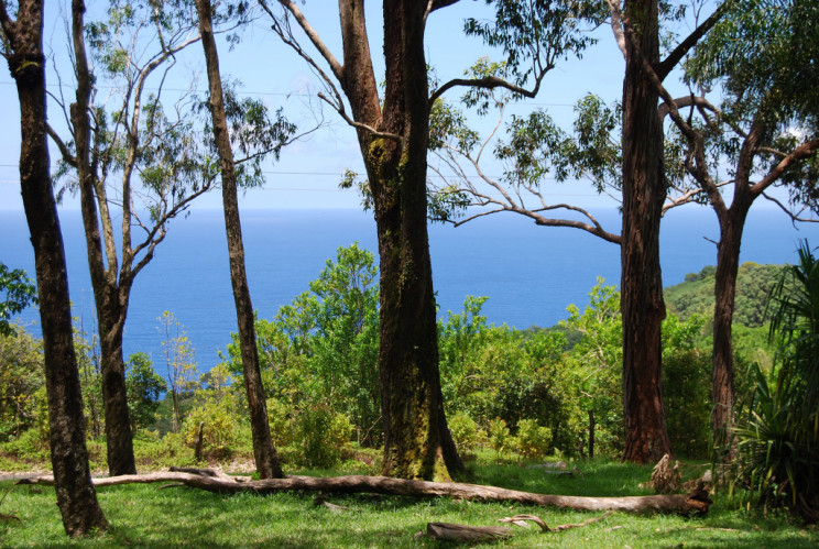 Waikamoi Nature Trail hike, Maui Hawaii - photography by Jenny SW Lee