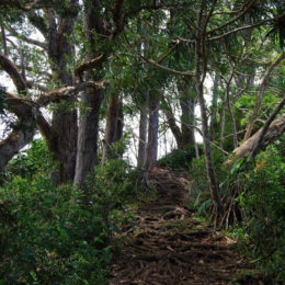 Waikamoi Nature Trail hike