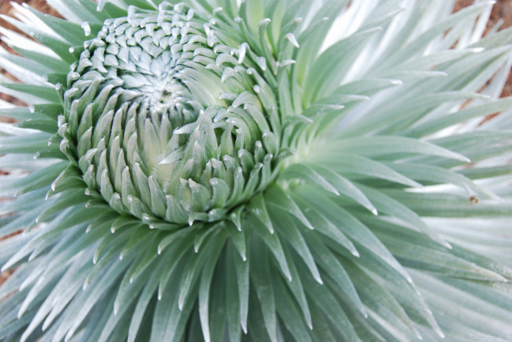 Haleakala crater silversword plant, Maui Hawaii - photography by Jenny SW Lee