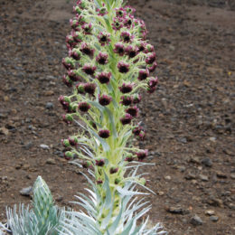 Haleakala crater hike