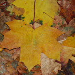 Autumn in Fairview